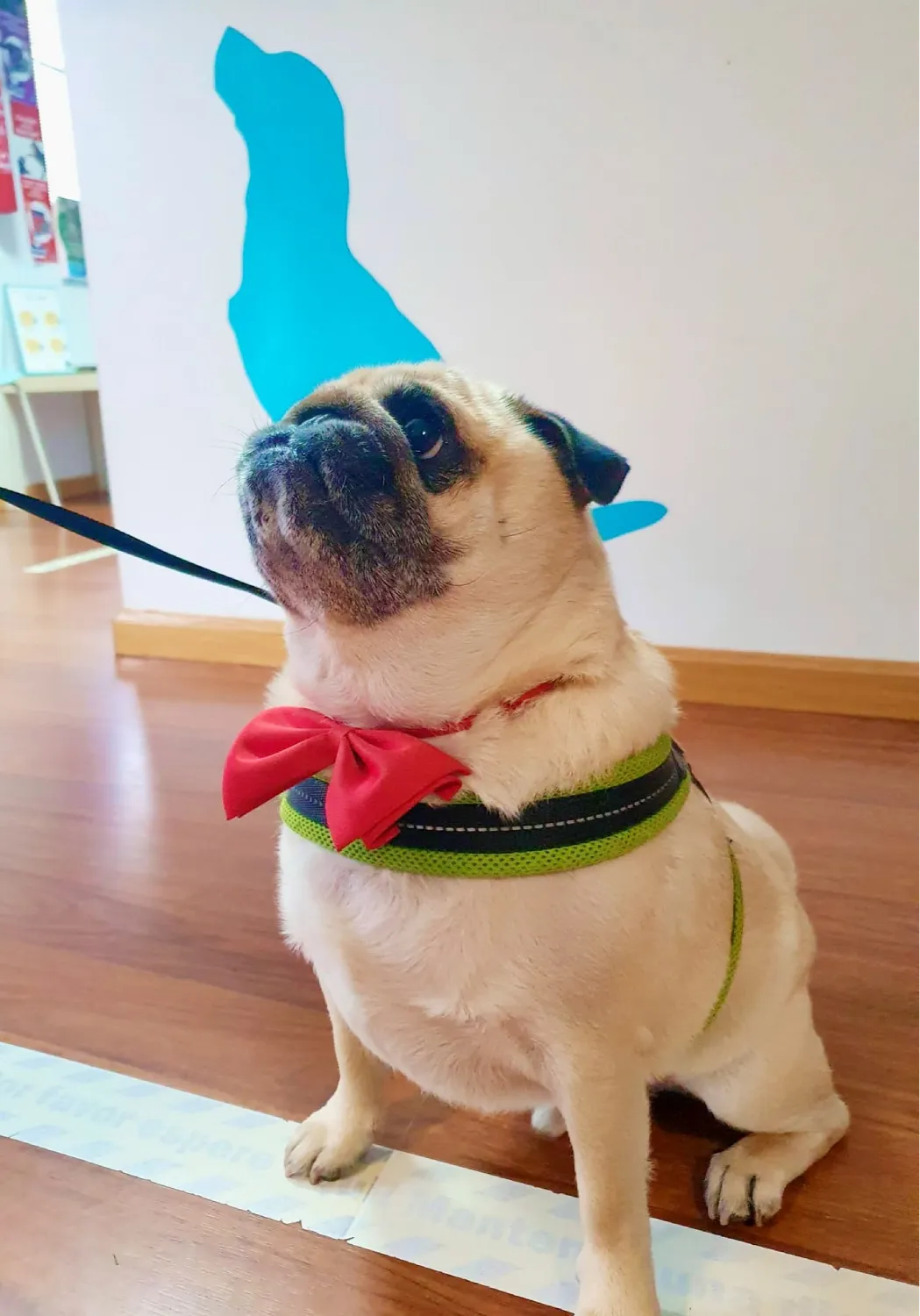 centro veterinario fierecillas (1)