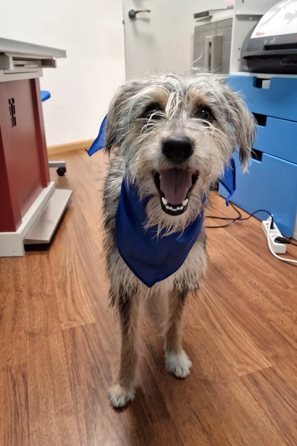 centro veterinario fierecillas (2)