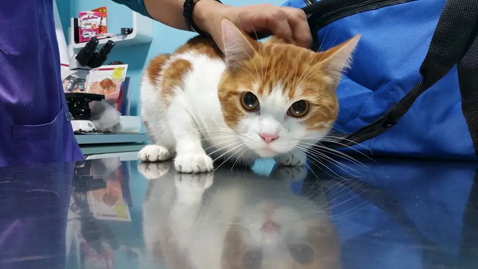 centro veterinario fierecillas (6)